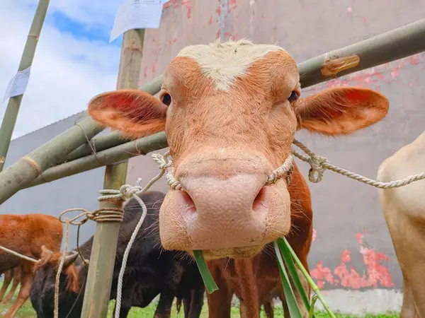 Una Vaca Marrón Está Mirando Cámara Mientras Come Hierba Con —  Fotos de Stock