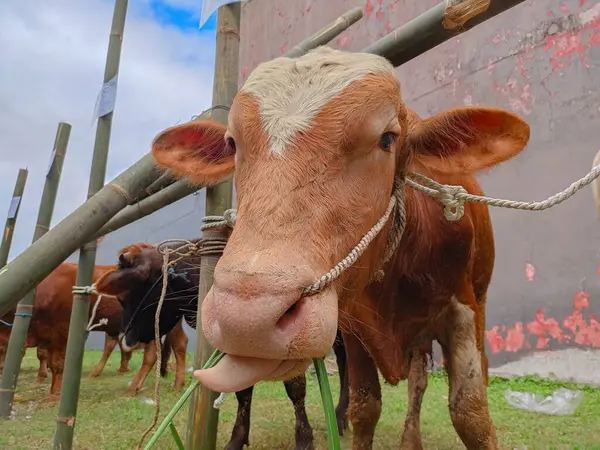 Una Vaca Marrón Está Mirando Cámara Mientras Saca Lengua Con —  Fotos de Stock