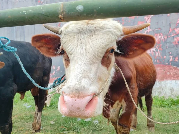 一只棕色和白色的奶牛用模糊的背景看着摄像机的特写镜头 有选择的重点 印度尼西亚宰牲节或通常称为Idul Adha的Qurban — 图库照片