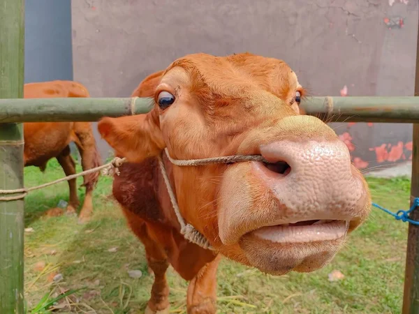 一只棕色奶牛用模糊的背景看着摄像机的特写镜头 有选择的重点 印度尼西亚宰牲节或通常称为Idul Adha的Qurban — 图库照片