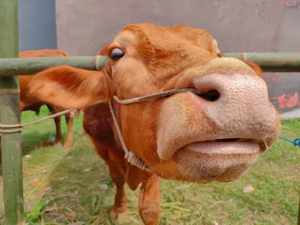 Gros Plan Une Vache Brune Regardant Caméra Avec Fond Flou — Photo