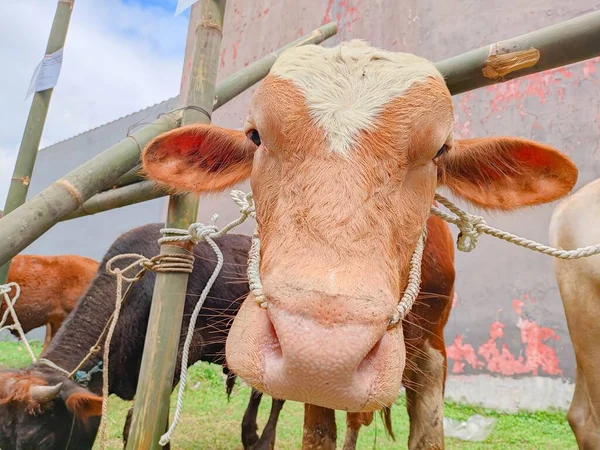 Uma Vaca Marrom Está Olhando Para Câmera Com Fundo Embaçado — Fotografia de Stock