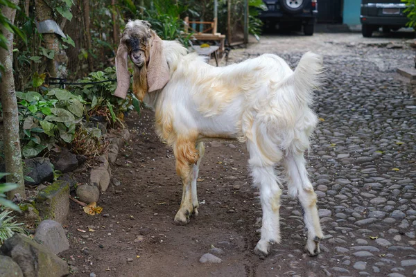 Uma Cabra Branca Com Uma Cabeça Marrom Amarrada Olhando Para — Fotografia de Stock