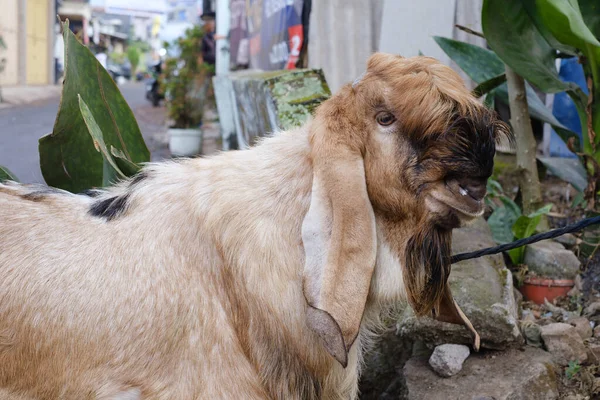 一只棕色的山羊被绑在模糊的背景中 有选择的重点 宰牲节或Idul Adha — 图库照片