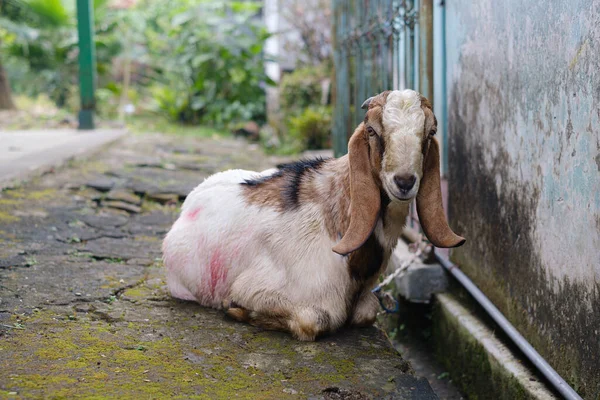 Una Cabra Está Mirando Cámara Mientras Está Sentada Suelo Con —  Fotos de Stock