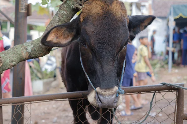 Uma Vaca Preta Com Cordas Está Olhando Para Câmera Com — Fotografia de Stock