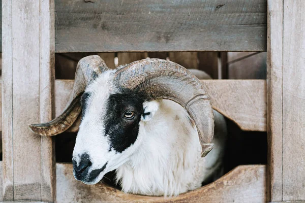 Közelkép Egy Felnőtt Chois Sheep Fejről Akit Egy Pajtában Helyeztek — Stock Fotó