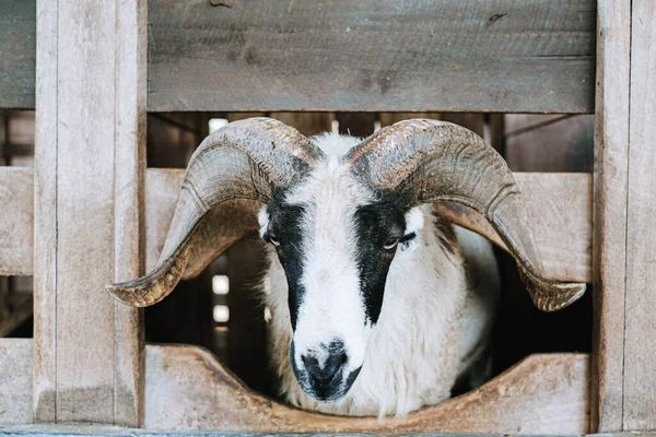 Közelkép Egy Felnőtt Chois Sheep Fejről Akit Egy Pajtában Helyeztek — Stock Fotó