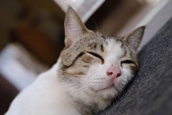 Вибірковий Фокус Кішки Спить Землі — стокове фото