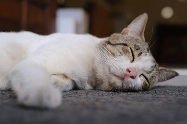 Selective Focus Shot Cat Sleeping Ground Royalty Free Stock Images