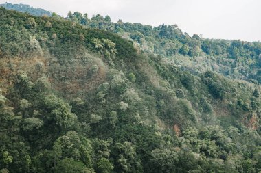 Yeşil ağaçlarla dolu dağlar