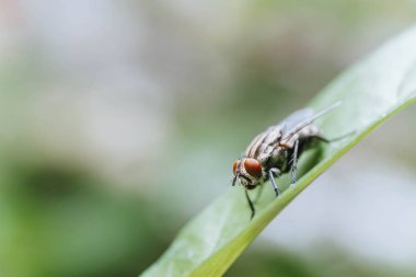 Yaprağın üzerine tünemiş bir sineğin bokeh arkaplanlı makro görüntüsü.