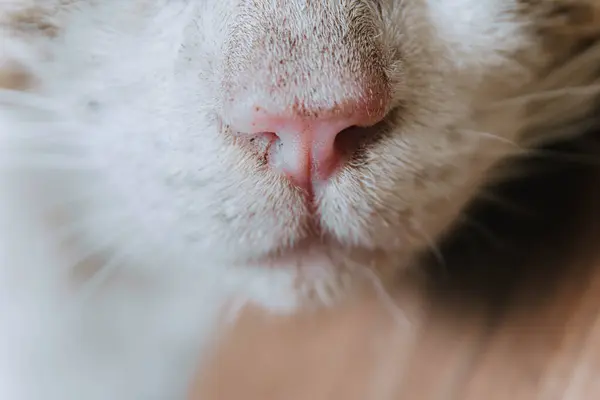 Cat nose mustache while asleep. Close-up. Selective focus.