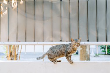 Çitin altından Bokeh arka planlı bir Tekir Kedi geldi. Seçici odak.