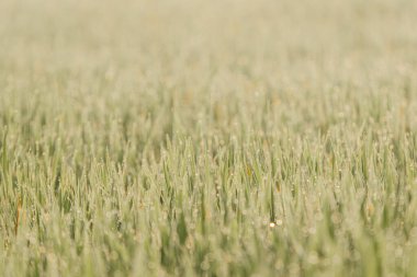 Pirinç tarlası yeşil çimenler ve günbatımı manzarası Bokeh önplanı ve arka planı ile