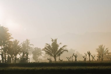 Arkaplanda siluet palmiye ağaçları olan pirinç tarlası yeşil çimen ortamı