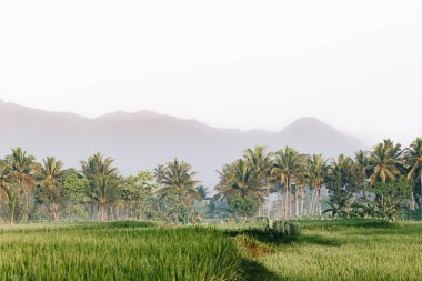 Arkasında palmiye ağaçları ve dağ olan pirinç tarlası yeşil çimen ortamı