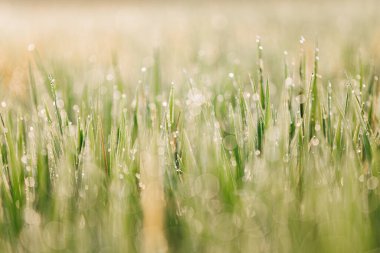 Pirinç tarlası yeşil çimenler ve günbatımı manzarası Bokeh önplanı ve arka planı ile