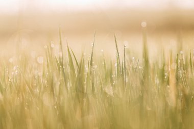 Pirinç tarlası yeşil çimenler ve günbatımı manzarası Bokeh önplanı ve arka planı ile