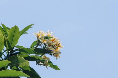 Açık mavi gökyüzüne karşı Frangipani veya Plumeria çiçeği