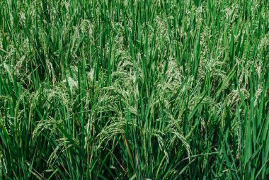 Yeşil pirinç ya da çeltik bitkisi. Yakın plan. Özgeçmiş için uygun.