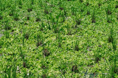 Paddy ya da pirinç tarlaları ve bir sürü Sümbül ile birlikte. Özgeçmiş için uygun.