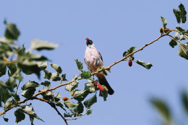Sooty-Headed Bulbul, Pycnonotidae familyasının bir üyesidir ve Morus veya Dut meyvesi yer.