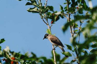 Sooty-Headed Bulbul, Pycnonotidae familyasının bir üyesidir.