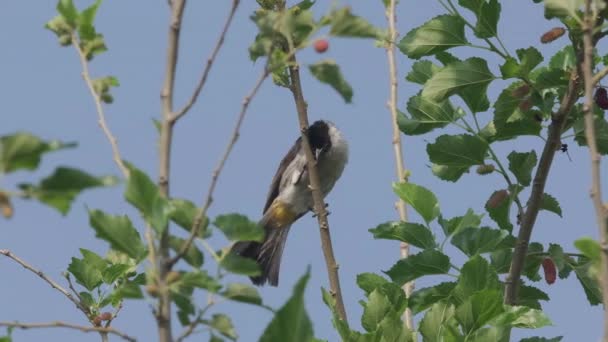 Stromě Sedí Pták Bulbul Sazemi Pycnonotidae Čeledi — Stock video