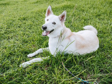 Beyaz Çoban veya Kenan veya Karışık Sibirya Husky Köpeği yeşil çimlerin üzerinde uzanırken kameraya bakıyor.