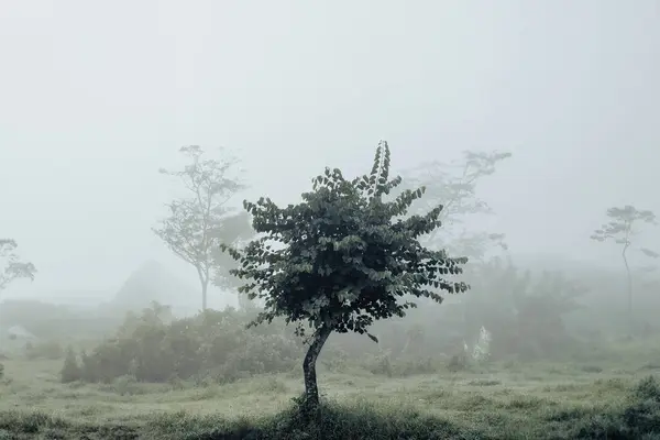 stock image A tree on a foggy weather condition