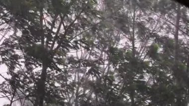 Yağmur fırtınası sırasında rüzgarla savrulan ağaçlar