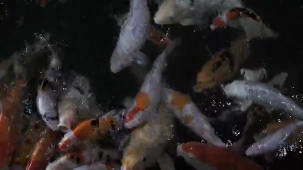 Koi Balığı Temiz Suyla Gölette Yüzüyor Masrafsız Düz Seçici Odak — Stok video