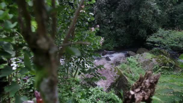 Water Streams River Surrounded Lush Greenery Viewed — Stock Video
