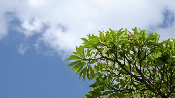 クリアブルーの空に対するフランジパニの木のタイムラプス映像 — ストック動画