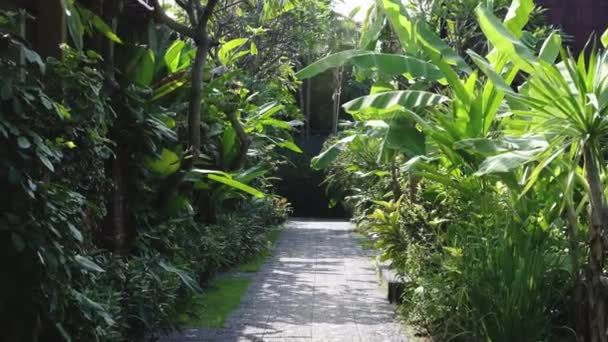 Balinese Caminho Resort Tropical Cercado Por Plantas Verdes Exuberantes Ponto — Vídeo de Stock