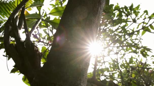 Luz Sol Atravessa Ramos Folhas Uma Árvore Bokeh Fundo Borrado — Vídeo de Stock