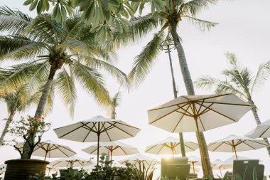 Gün batımında beyaz şemsiyelerin altında uzun palmiye ağaçları ve şezlonglar olan sahile.