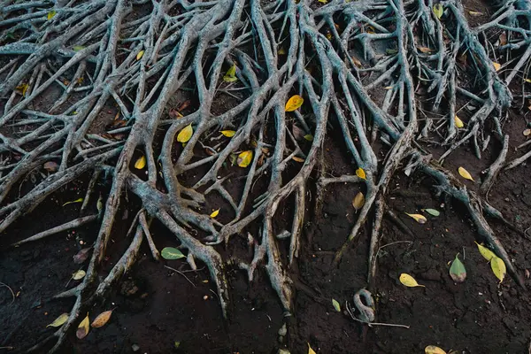 Banyan Puun Juuret Keltaisilla Lehdillä Hajallaan Niiden Ympärille Maa Peitetty — kuvapankkivalokuva