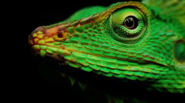 Bronchocela Jubata, Bokeh önplanı ve geçmişi var. Yeşil Asya bukalemunu, Maned Forest Kertenkelesi, Agamidae familyasından bir ağaç kertenkelesidir. Yakın çekim ya da makro. Göze odaklanmış..