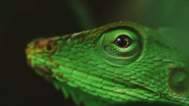 Bronchocela Jubata Bokeh Foreground Background Green Asian Chameleon Maned Forest — Stock Video