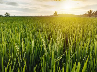 Gün batımında çeltik tarlaları