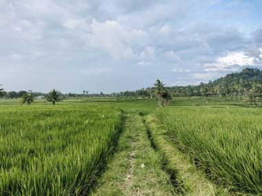 Mavi gökyüzü ve bulutlu çeltik ya da pirinç tarlaları arasında bir patika