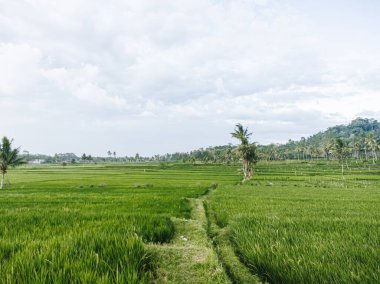 Mavi gökyüzü ve bulutlu çeltik tarlaları