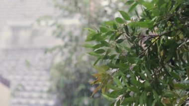 Yağmur damlaları ve bulanık arkaplanı olan Syzygium Oleana ağacı veya bokeh etkisi. Yakın çekim ve yavaş çekim.