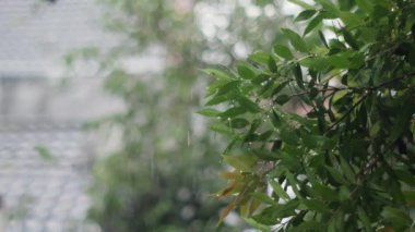 Yağmur damlaları ve bulanık arkaplanı olan Syzygium Oleana ağacı veya bokeh etkisi. Yakın çekim ve yavaş çekim.