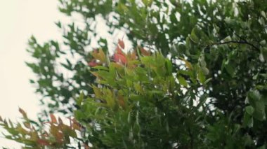 Yağmur damlaları ve bulanık arkaplanı olan Syzygium Oleana ağacı veya bokeh etkisi. Yakın çekim ve yavaş çekim.