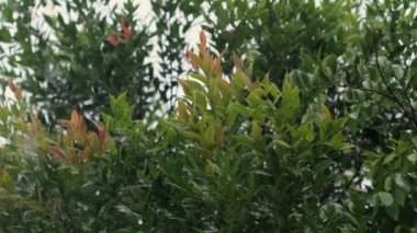 Yağmur damlaları ve bulanık arkaplanı olan Syzygium Oleana ağacı veya bokeh etkisi. Yakın çekim ve yavaş çekim.
