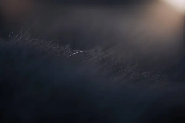 Bokeh ön planı ve arka planı olan siyah kedi tüylerinin makro çekimi.