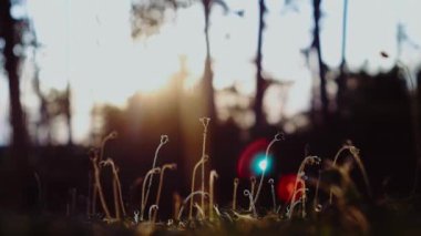 Çimenler ve küçük çiçekler yumuşak sabah güneşinde arka planda bokeh